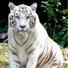 Тигр Белый
