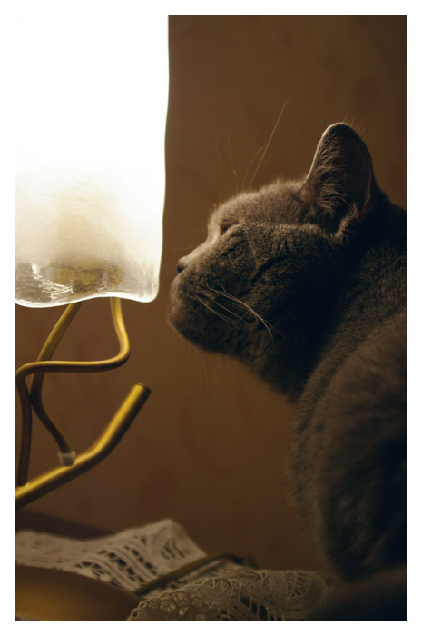 Cat &amp; Lamp