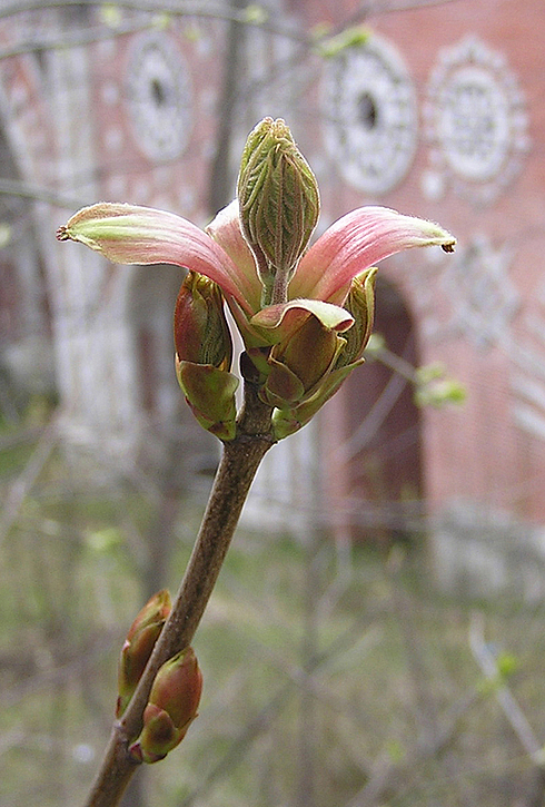 весна