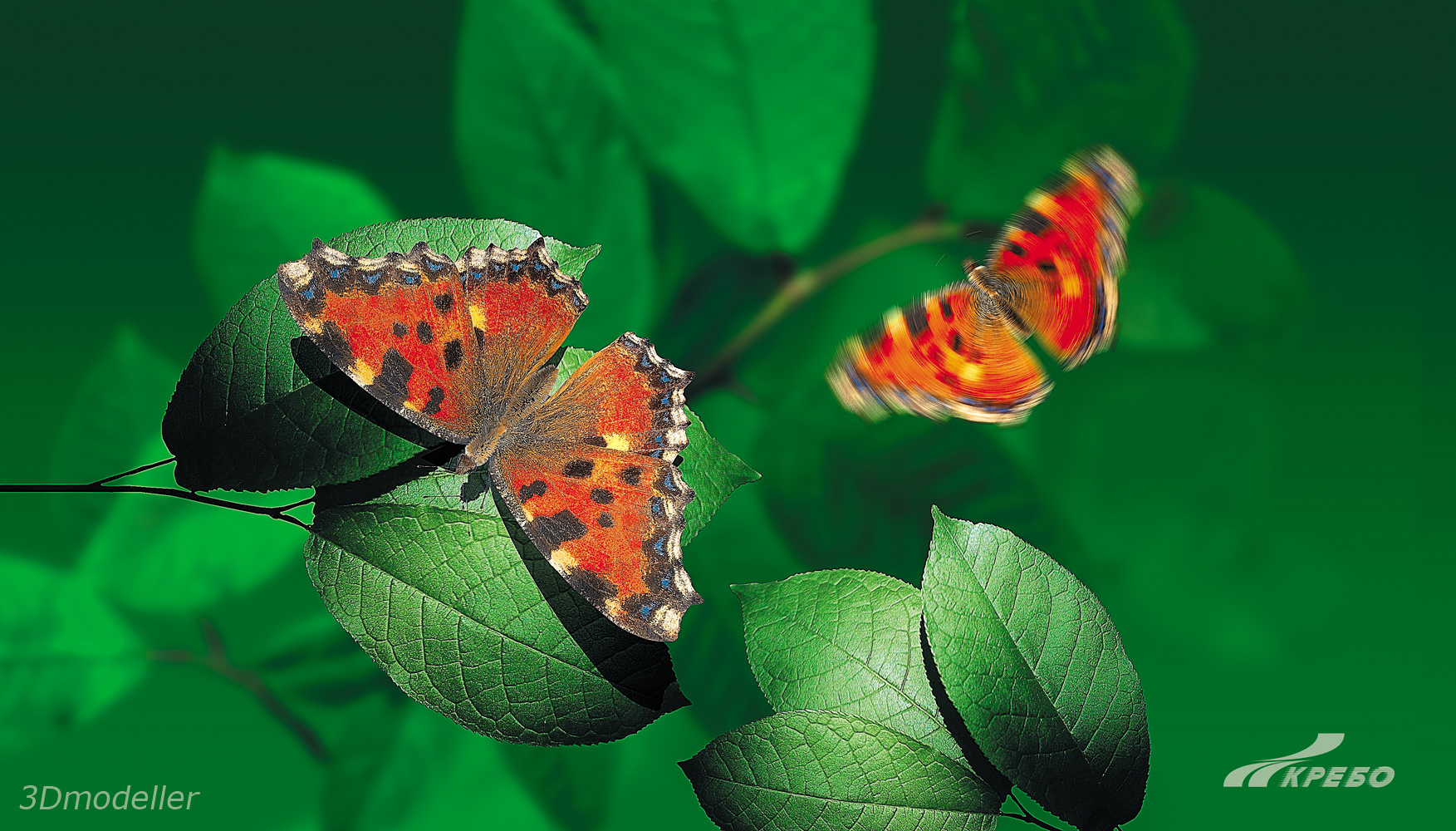 БАБОЧКИ, ИЮЛЬ