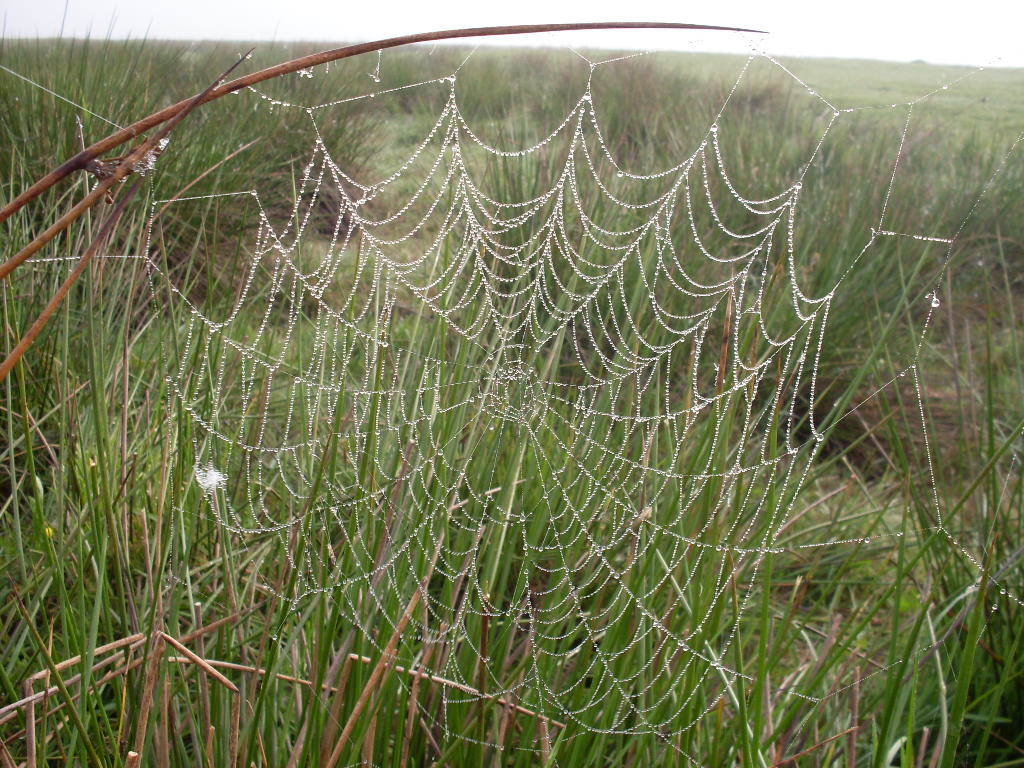 Spider web is in morning dew