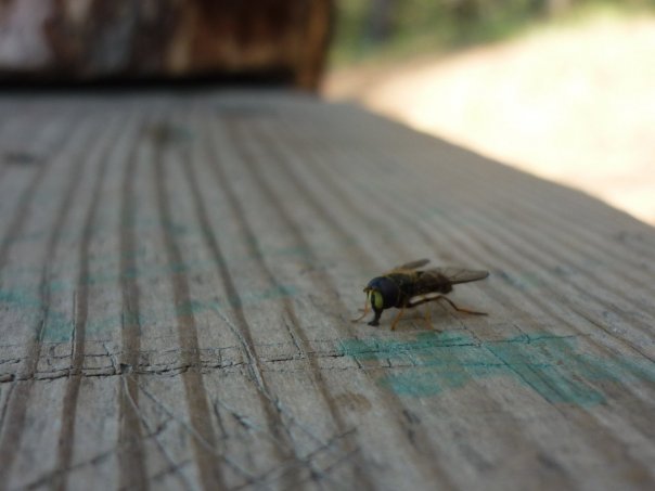 муха на лавочке