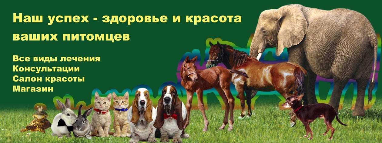 Правая часть баннера"Шесть слонов