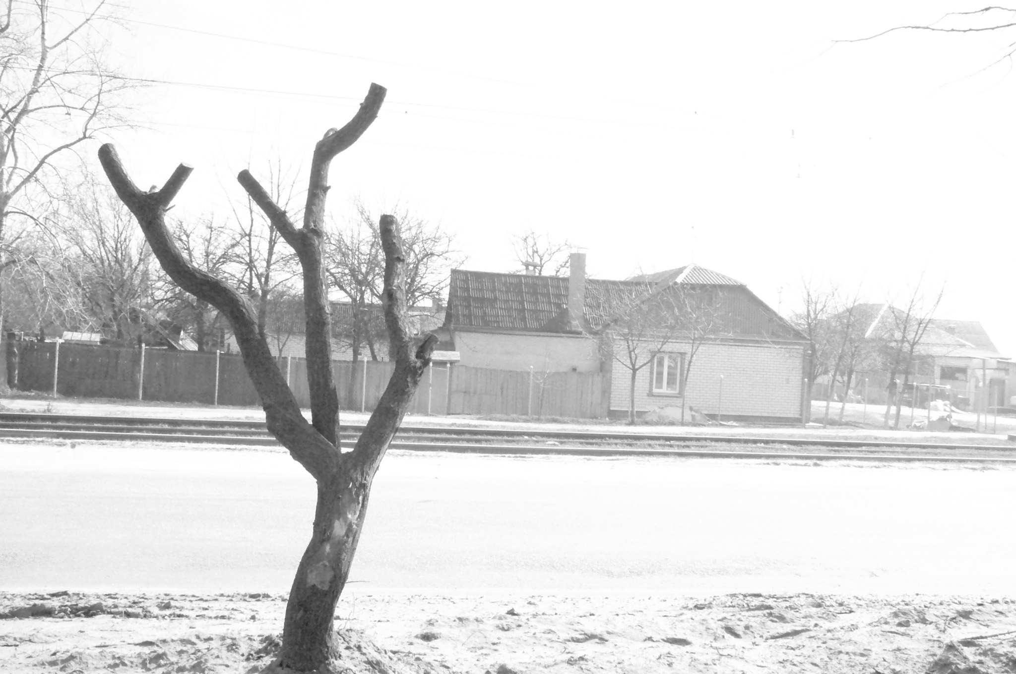 дерево в городе