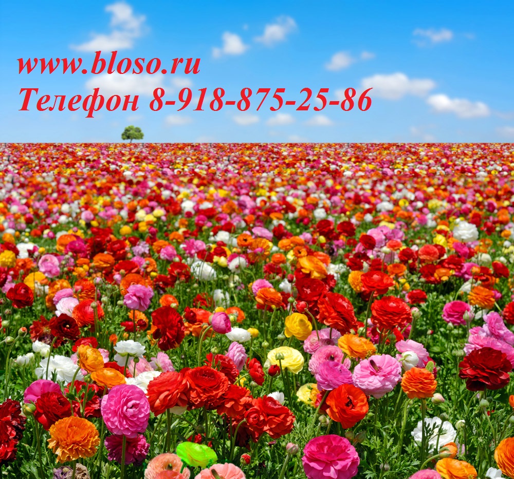 Цветущий юг