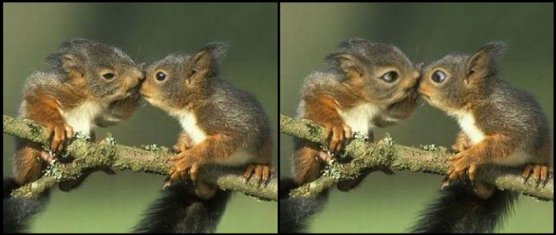 Беличьи эмоции