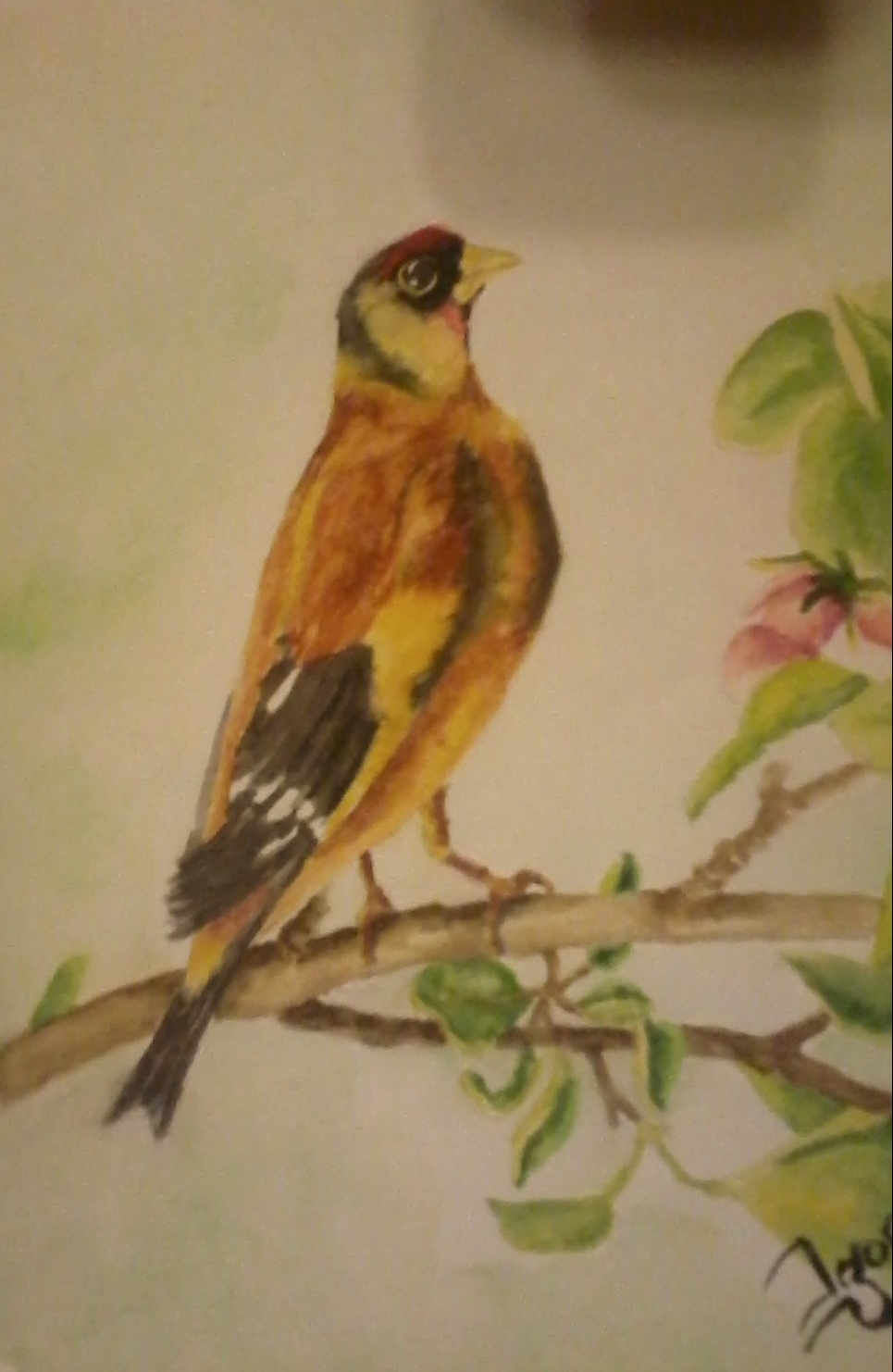 птица, иллюстрация, акварель