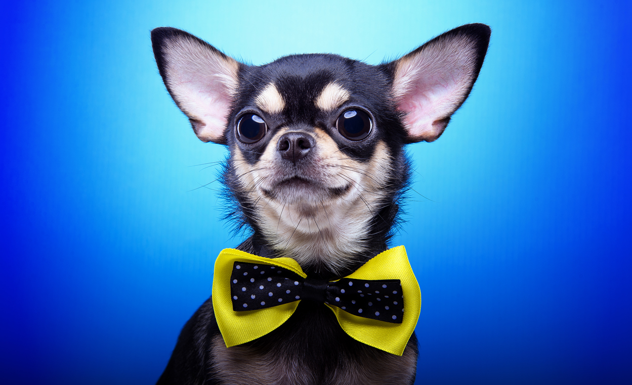 Funny Chihuahua dog with nice bow-tie