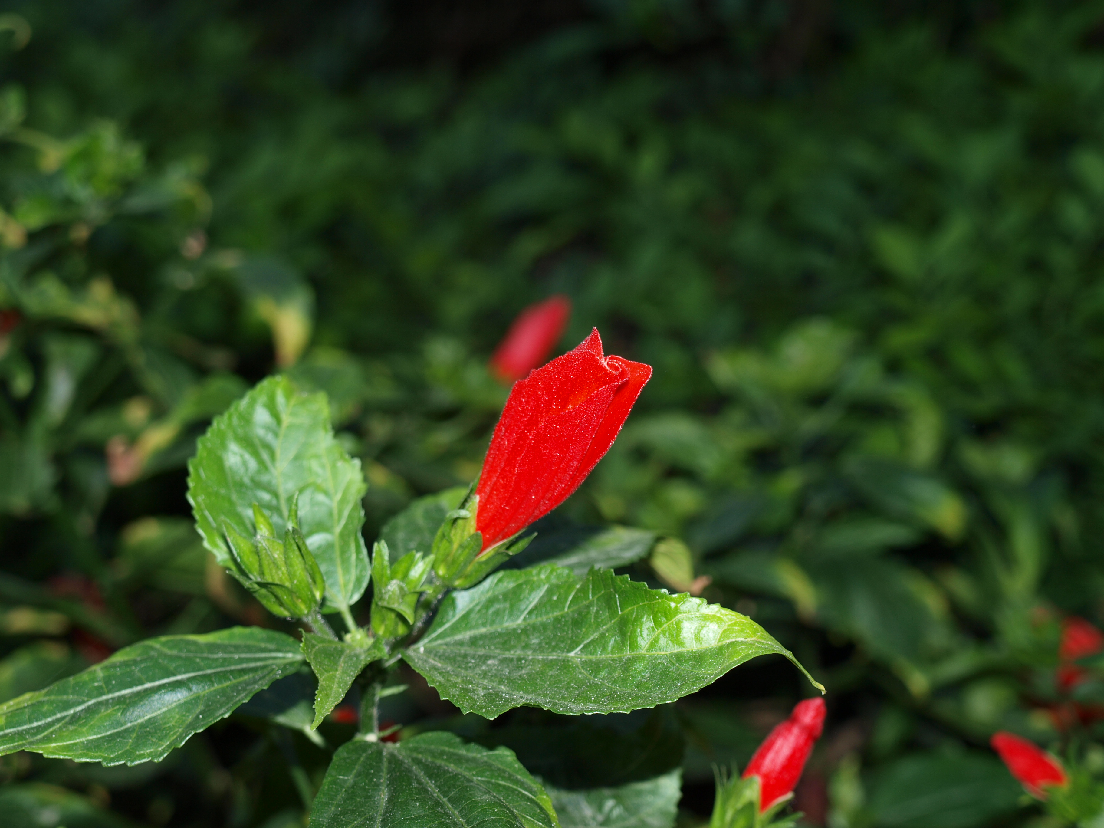 red flower