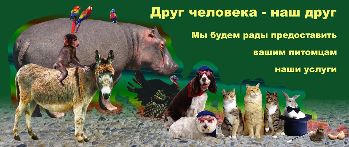 Левая часть баннера для зоо салона "Шесть слонов"