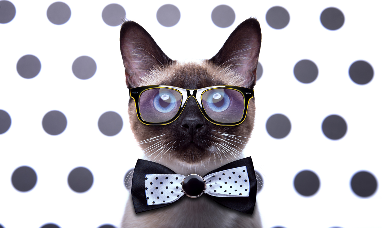 Siamese cat in stylish glasses