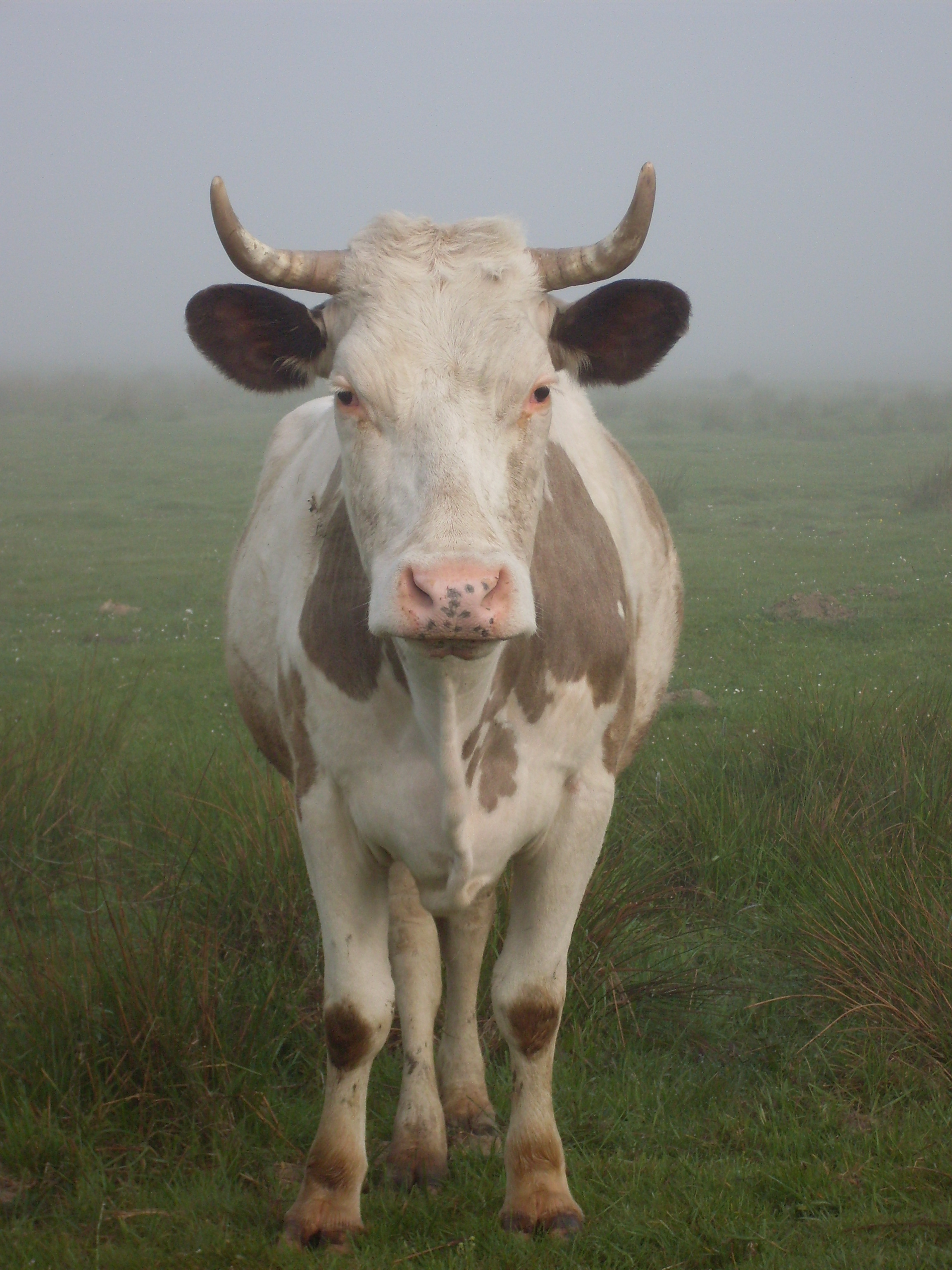 A cow is in fog