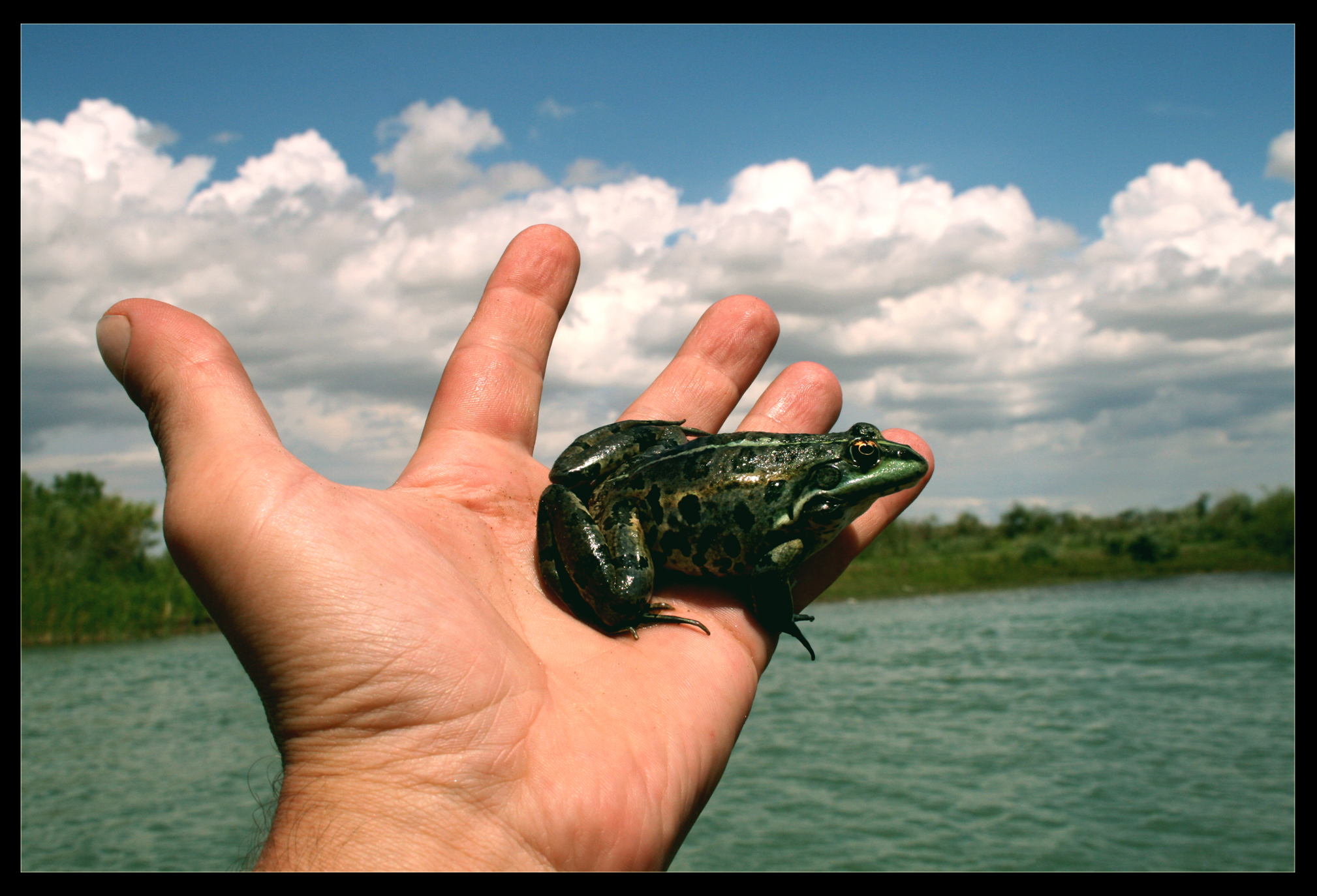 Лягушенок Петя