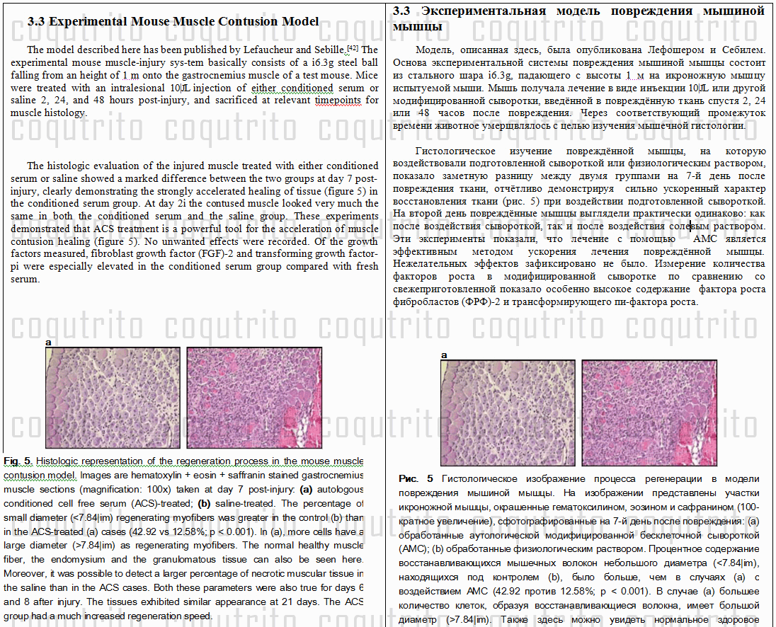 (Eng - Rus) Experimental Mouse Muscle Contusion