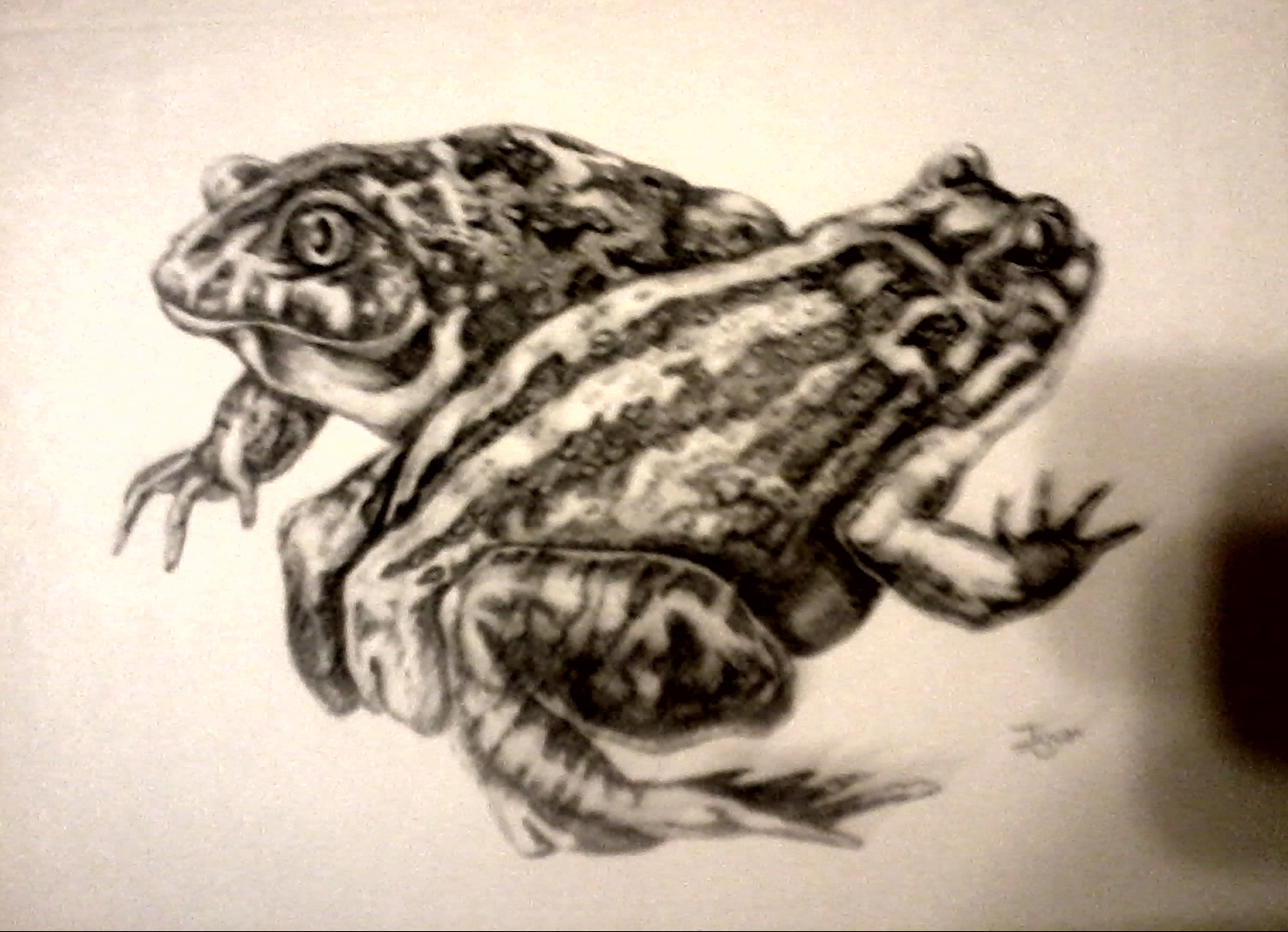 лягушки, иллюстрация, перо, тушь