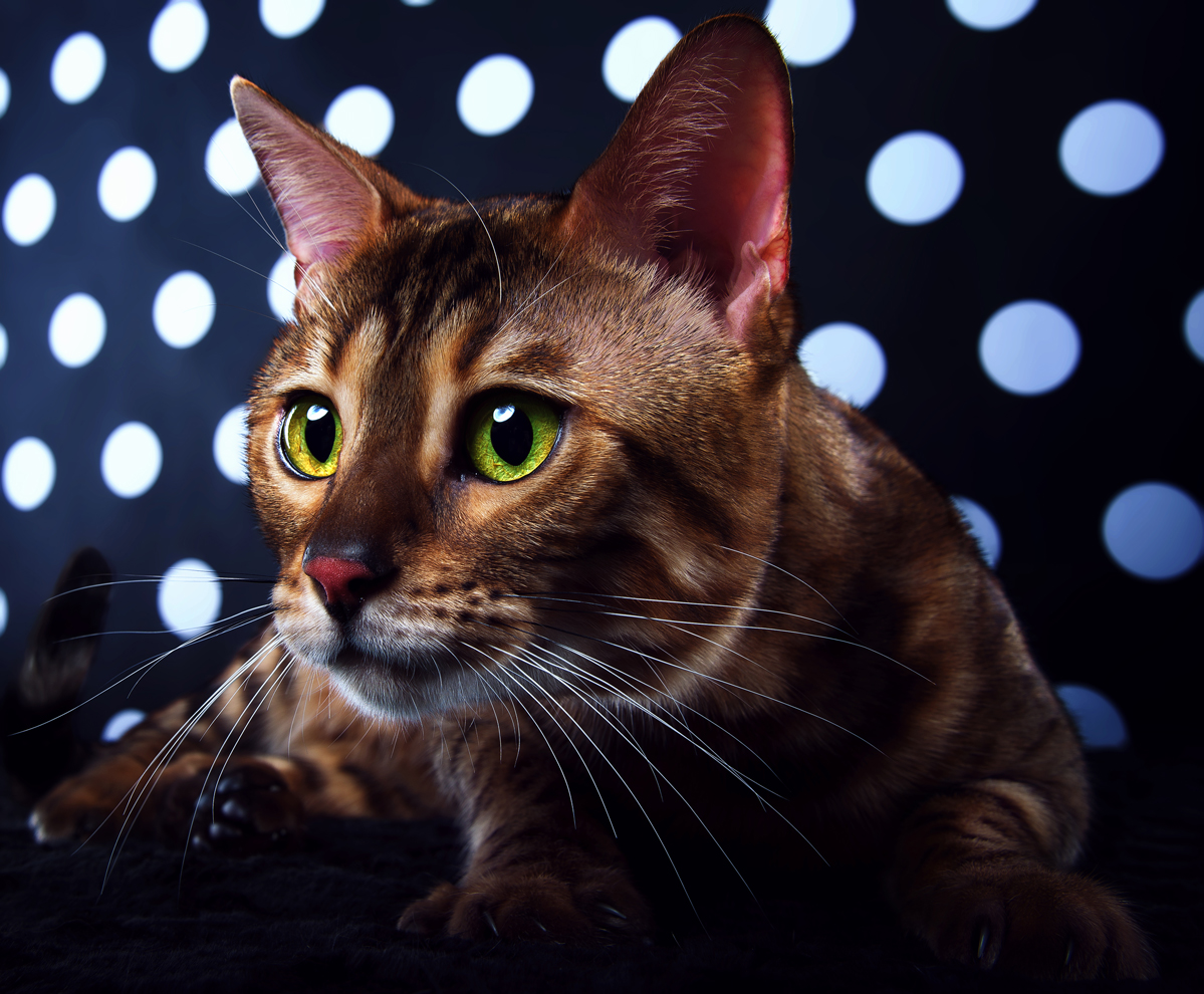 Bengalensis cat is isolated on a black and white background