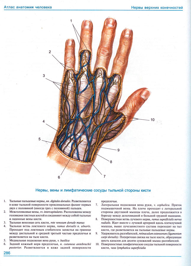 Вены на кисти руки схема