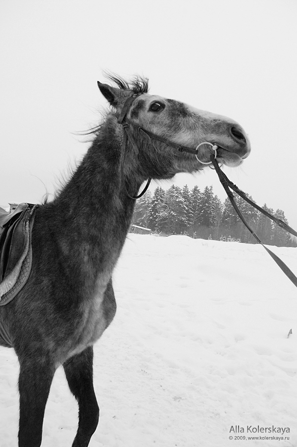 Серия Лошади