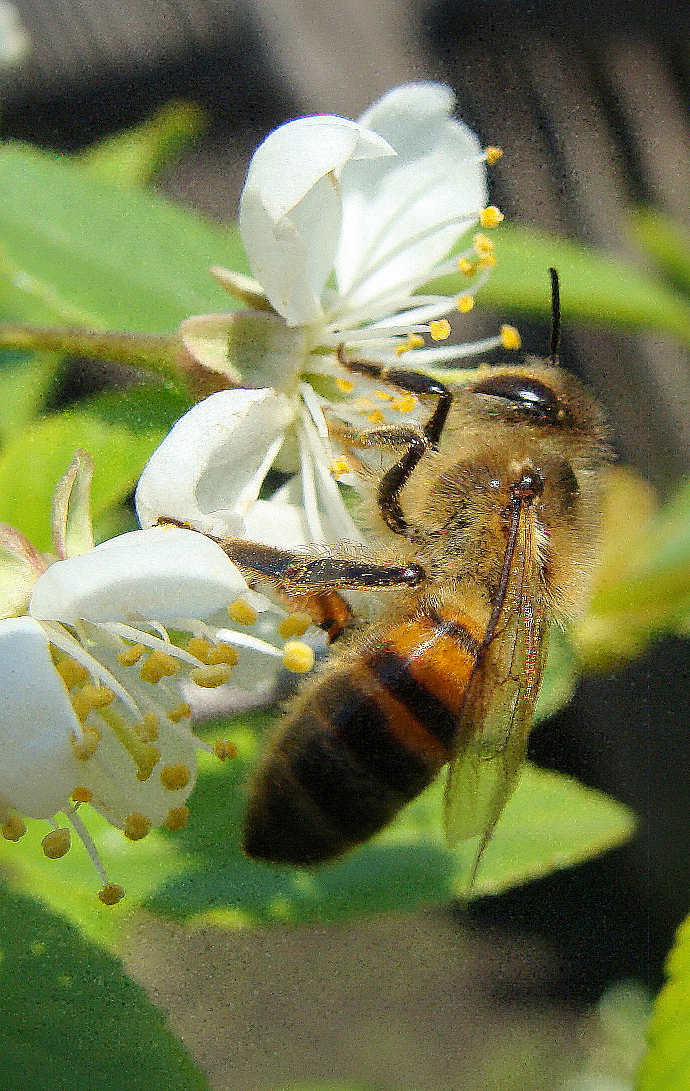 Изумрудная оса