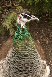 Уменьшенная копия